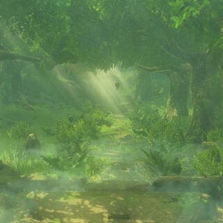 かデク様の専用ページ コログの森・デクの樹サマに会いに行く